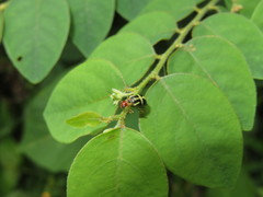 Metrobrotica geometrica