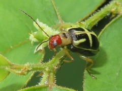 Metrobrotica geometrica