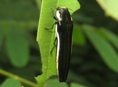 Agrilus xantholomus