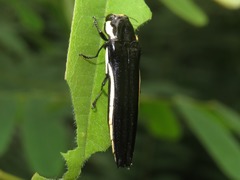 Agrilus xantholomus