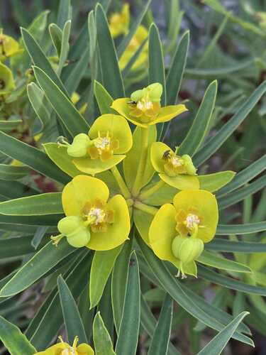 tree spurge