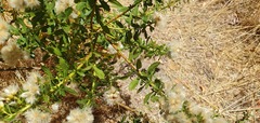 Baccharis rhomboidalis, photograph (c) Cesar Ormazabal, some rights reserved (CC BY)
