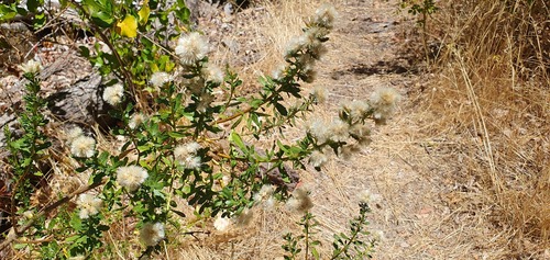 Baccharis rhomboidalis, photograph 3