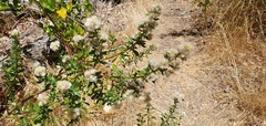 Baccharis rhomboidalis, photograph (c) Cesar Ormazabal, some rights reserved (CC BY)