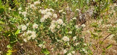 Baccharis rhomboidalis, photograph (c) Cesar Ormazabal, some rights reserved (CC BY)