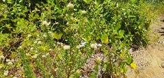 Baccharis rhomboidalis, photograph (c) Cesar Ormazabal, some rights reserved (CC BY)