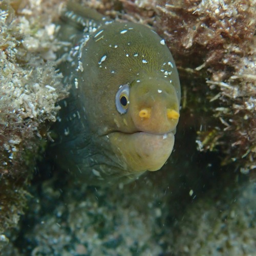 Palenose Moray (Echidna nocturna)