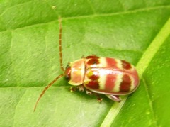 Asphaera meticulosa