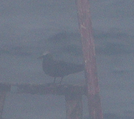 Brown Noddy (Anous stolidus), photo 3