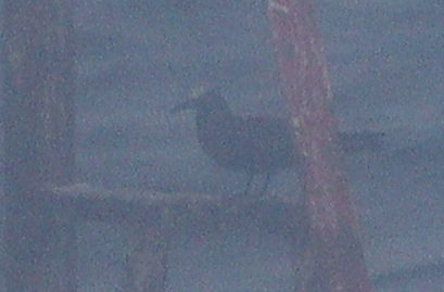 Brown Noddy (Anous stolidus), photo 4