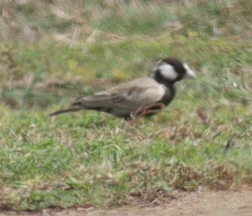 Black-crowned Sparrow-Lark (Eremopterix nigriceps), photo 6