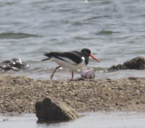 Eurasian Oystercatcher
