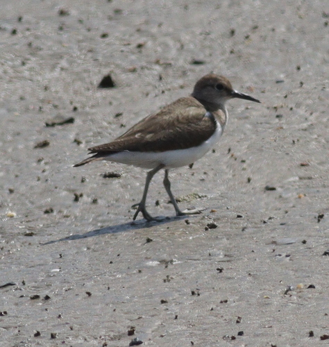 Common Sandpiper
