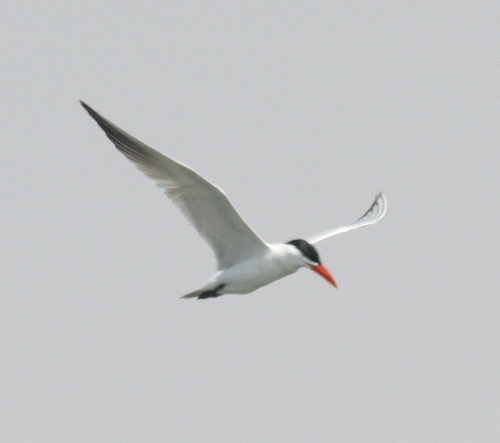 Caspian Tern