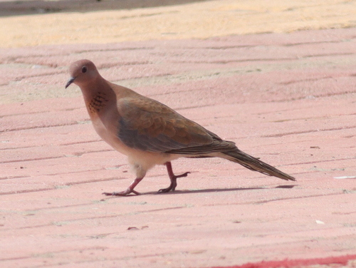 Laughing Dove