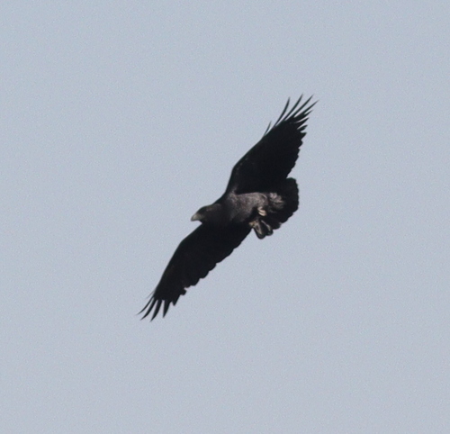 Fan-tailed Raven (Corvus rhipidurus), photo 2