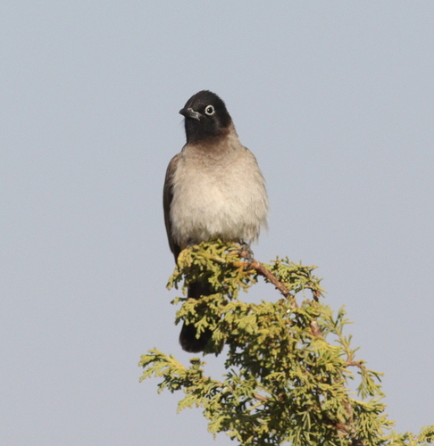 White-spectacled Bulbul (Pycnonotus xanthopygos), photo 3