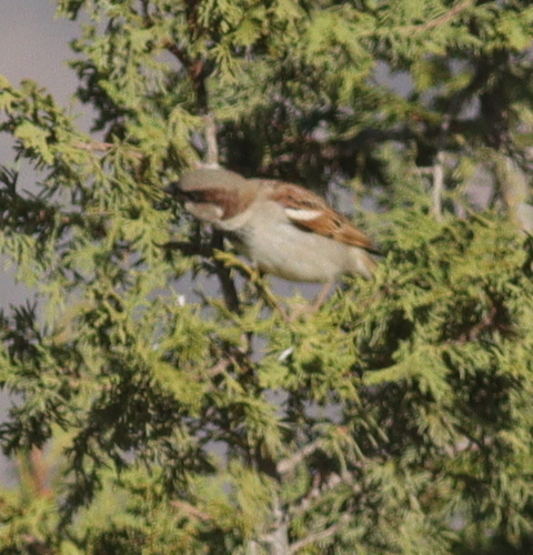 House Sparrow