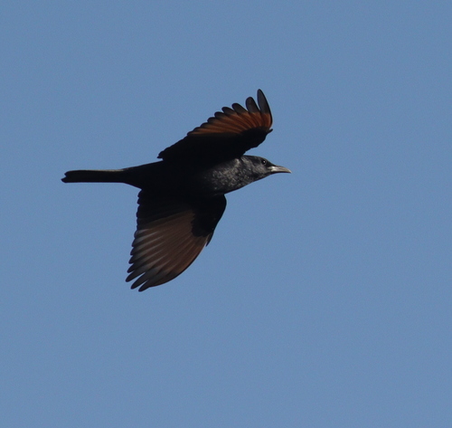 Tristram's Starling (Onychognathus tristramii), photo 2