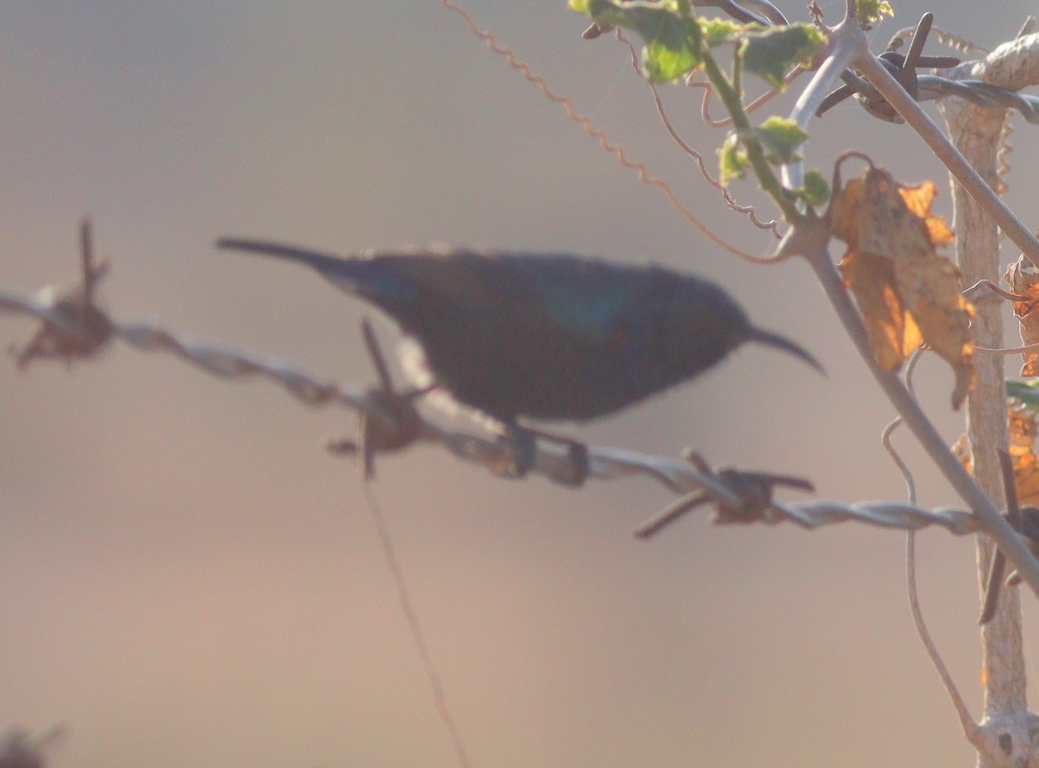 Palestine Sunbird (Cinnyris osea), photo 3