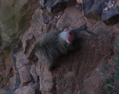 Hamadryas Baboon