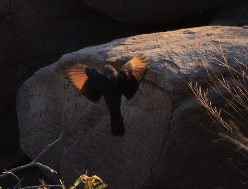 Tristram's Starling