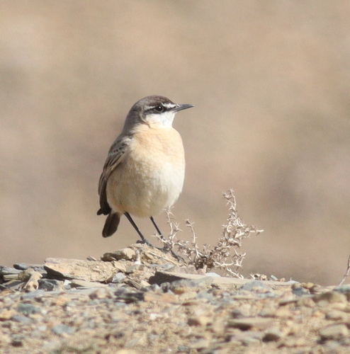 Buff-breasted Wheatear (Oenanthe bottae), photo 8