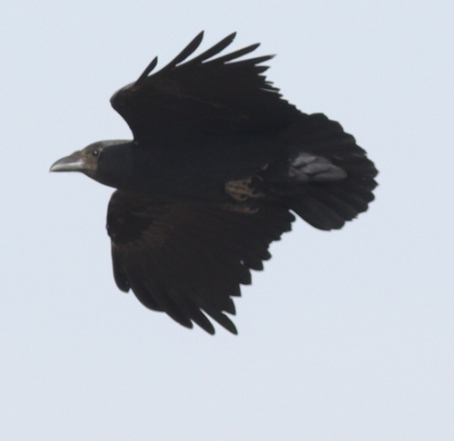 Fan-tailed Raven (Corvus rhipidurus)
