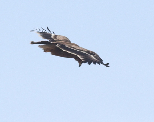 Steppe Eagle