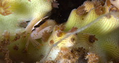 Tetralia nigrolineata