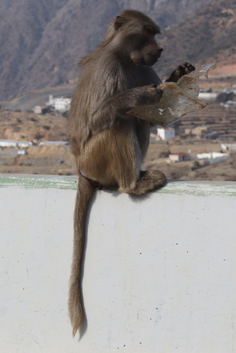 マントヒヒ