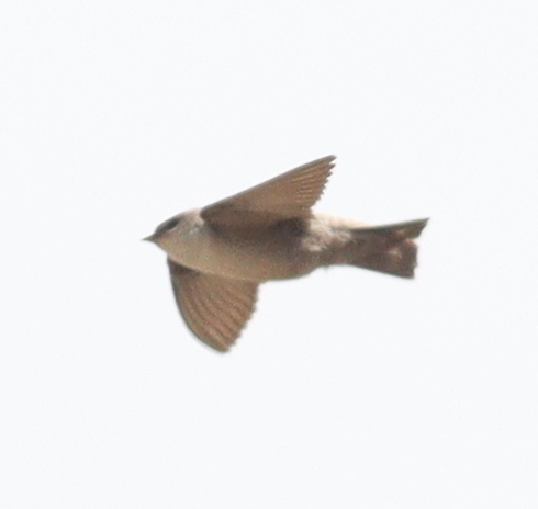 Pale Crag Martin (Ptyonoprogne obsoleta)