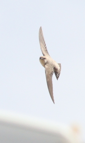 Pale Crag Martin (Ptyonoprogne obsoleta), photo 2