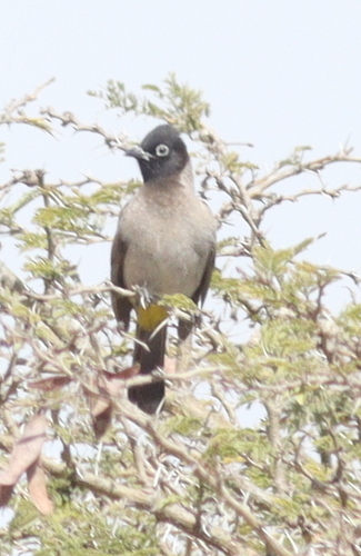 White-spectacled Bulbul (Pycnonotus xanthopygos), photo 2