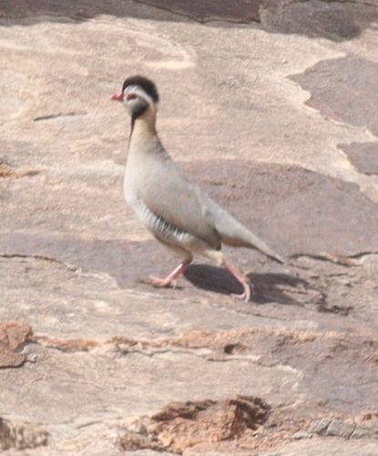 Arabian Partridge (Alectoris melanocephala)