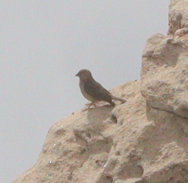 Yemen Serin (Crithagra menachensis), photo 2