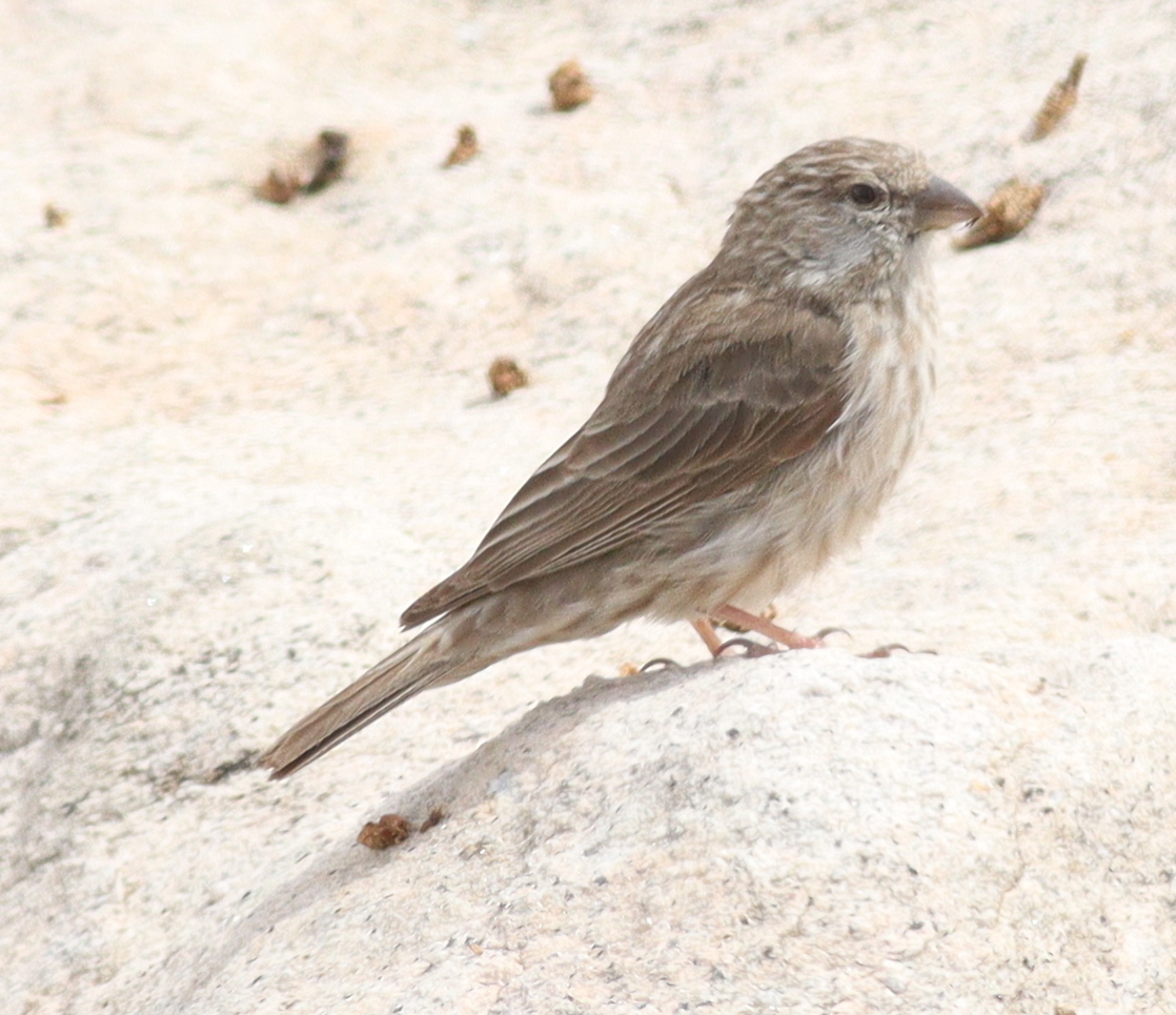 Yemen Serin (Crithagra menachensis), photo 1