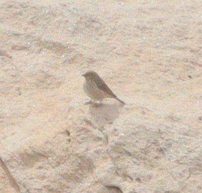 Yemen Serin (Crithagra menachensis), photo 5