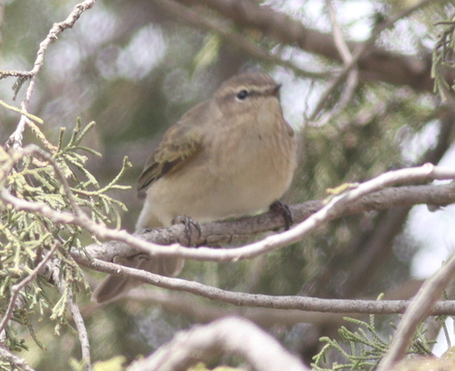 Brown Woodland Warbler (Phylloscopus umbrovirens), photo 5