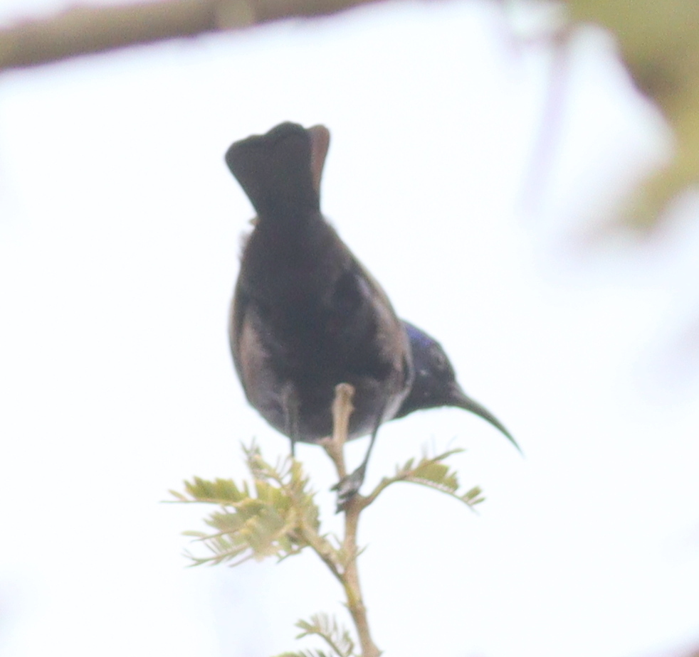 Palestine Sunbird (Cinnyris osea), photo 4