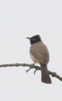 White-spectacled Bulbul (Pycnonotus xanthopygos), photo 4