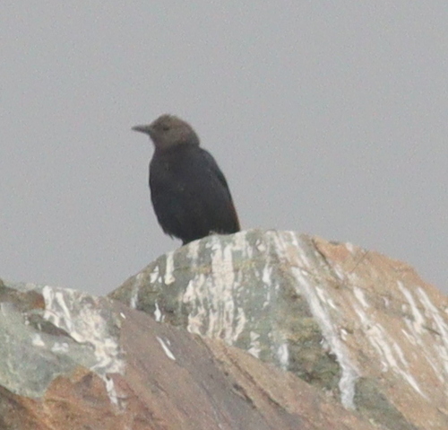 Tristram's Starling