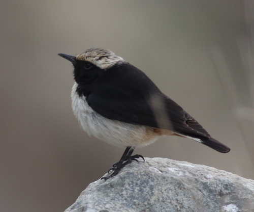 Arabian Wheatear