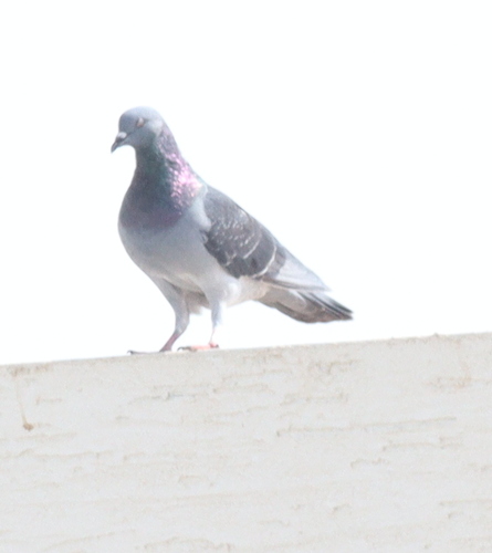 Feral Pigeon