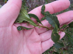 Morella cerifera image