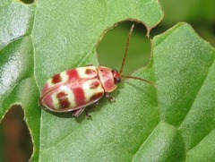 Asphaera meticulosa