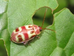 Asphaera meticulosa