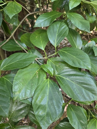Viburnum japonicum, photograph 3