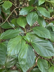Viburnum japonicum, photograph author not stated, no rights reserved