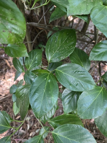 Viburnum japonicum, photograph 4